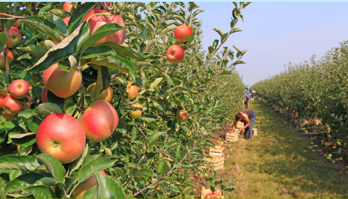 Fruit Picking Season and COVID-19: How will you manage staff shortages?