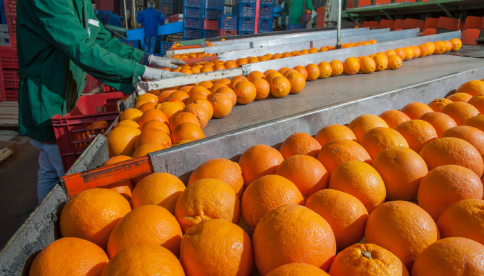 Fruit Picking industry oranges food manufacturing distribution Acacia FMD